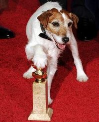 «Оскар» для собак или «Позолоченный ошейник»