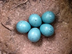 25 марта — 21 мая. Яйцо — совершенное изобретение эволюции
